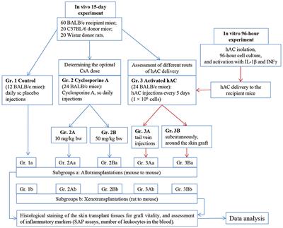 Immunosuppressive Potential of Activated Human Amniotic Cells in an Experimental Murine Model of Skin Allo- and Xenotransplantation